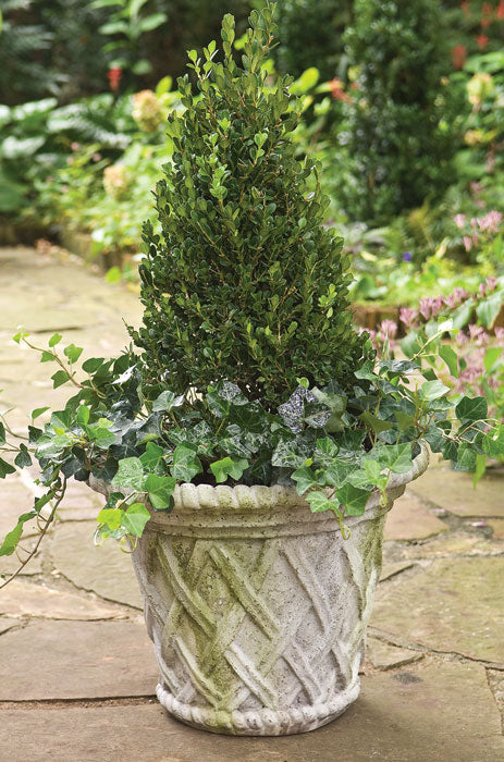 lattice plant pots Lattice Planter – Charleston Gardens