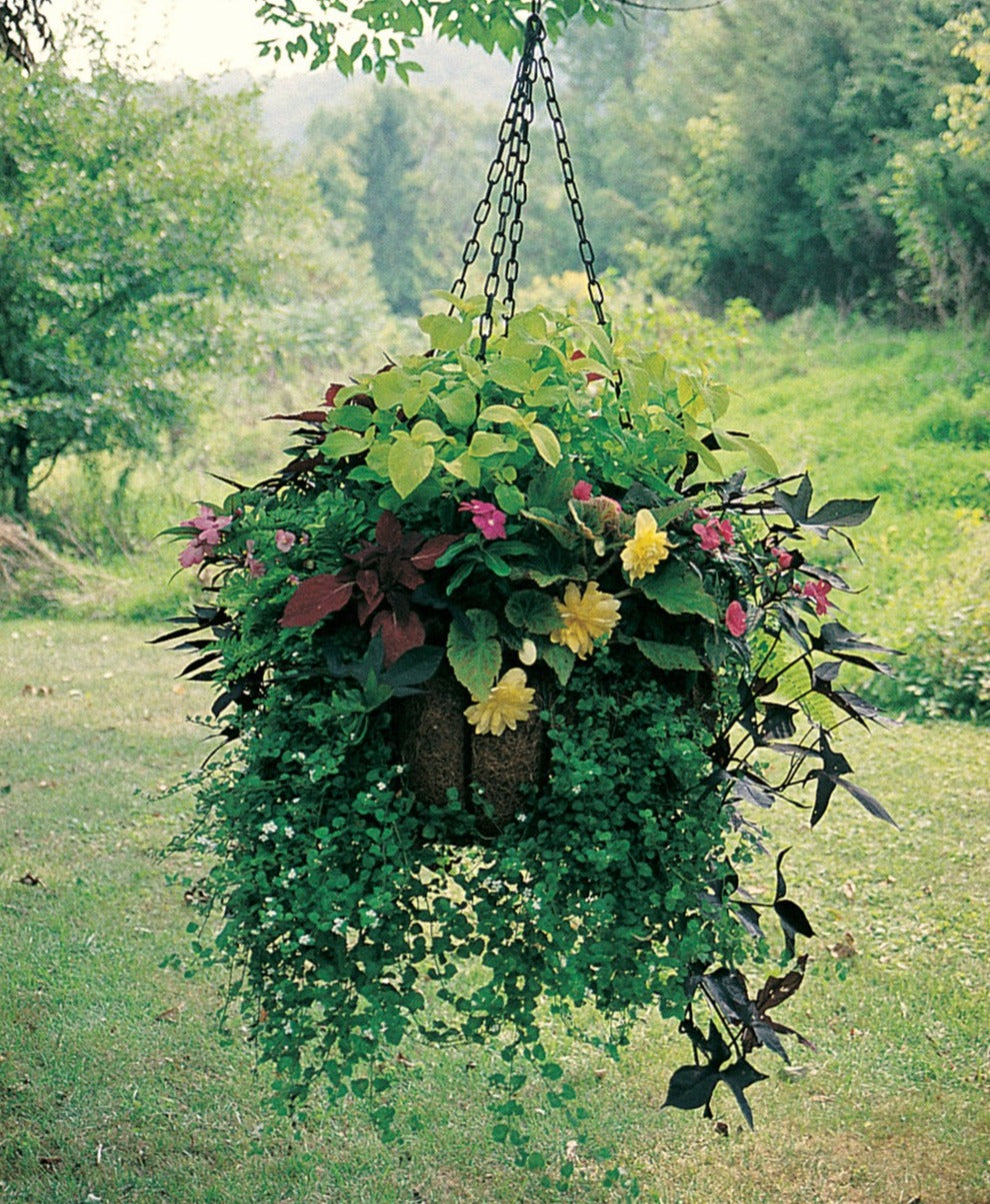 planting hanging basket coco liners Hanging Basket with Coco Liner – Charleston Gardens