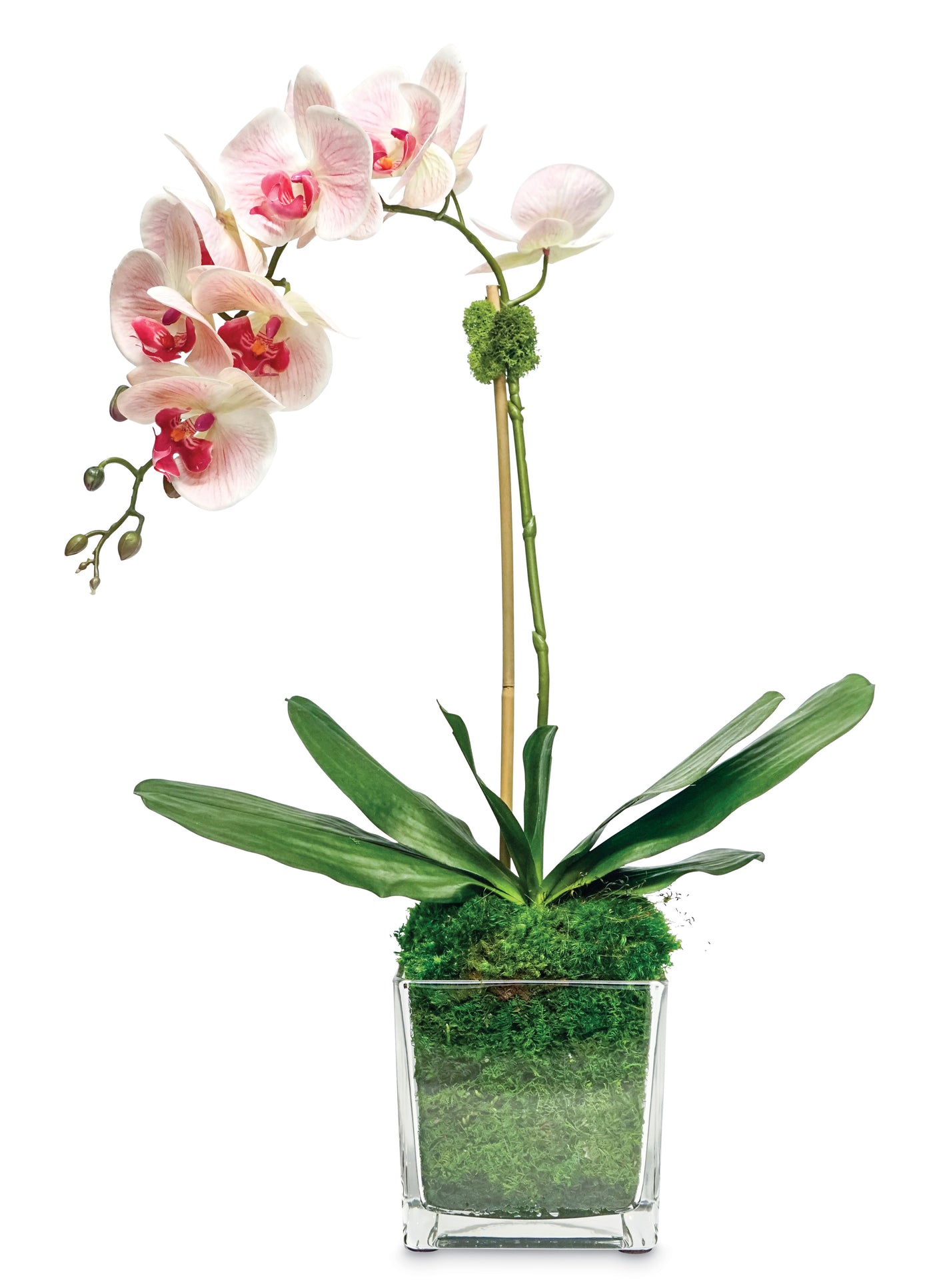 Phalaenopsis Orchid in Glass Pot - Pale Pink