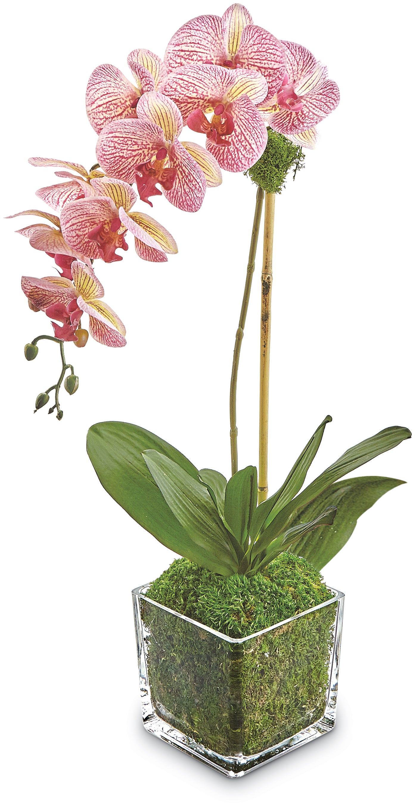 Phalaenopsis Orchid in Glass Pot - Striped