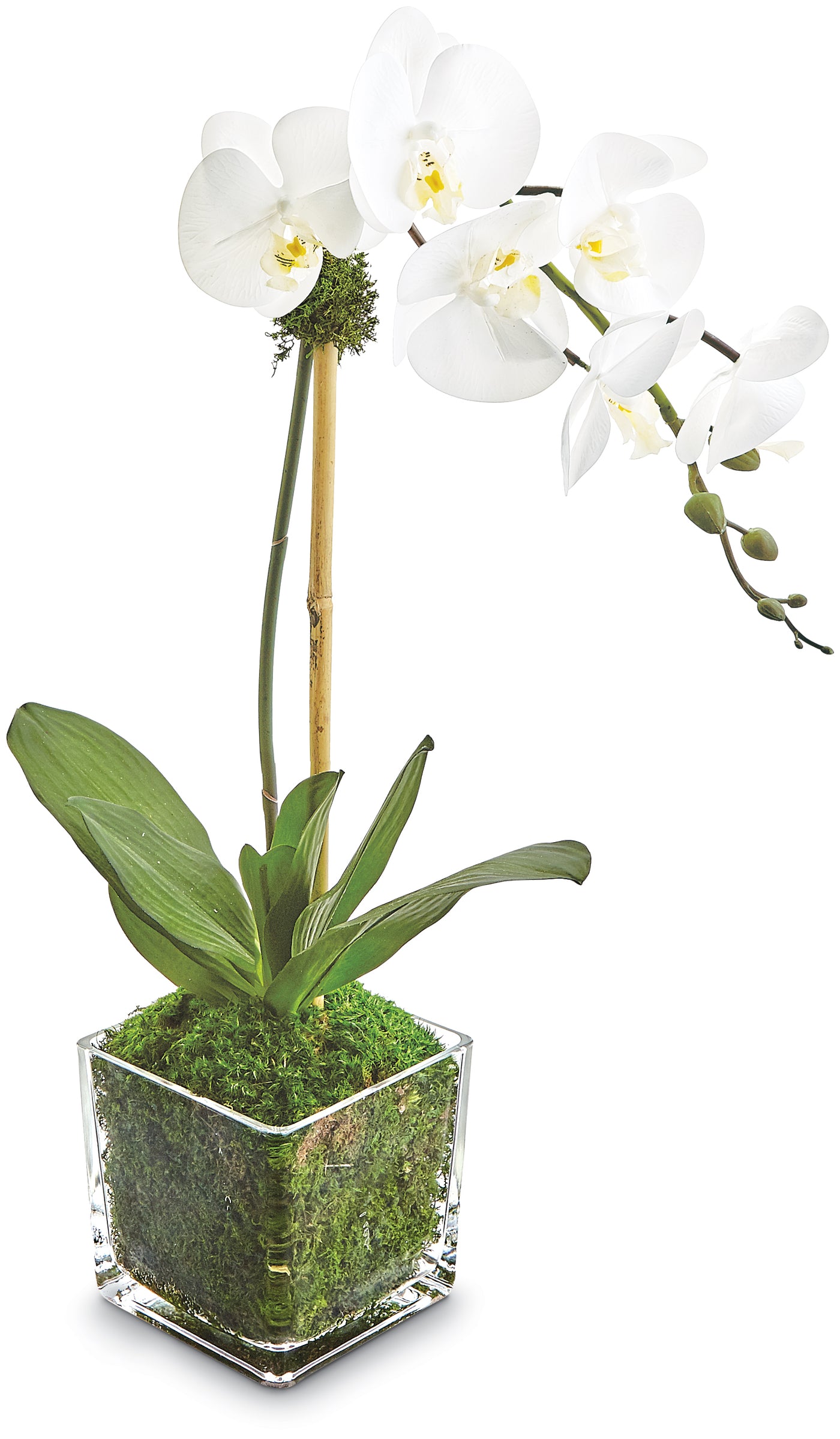 Phalaenopsis Orchid in Glass Pot - White