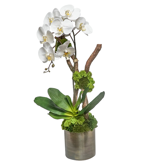 White Phalaenopsis Orchid in Brass Pot