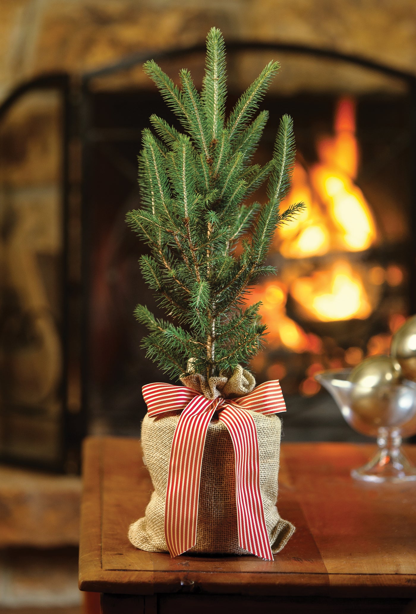 Blue Spruce Gift Tree
