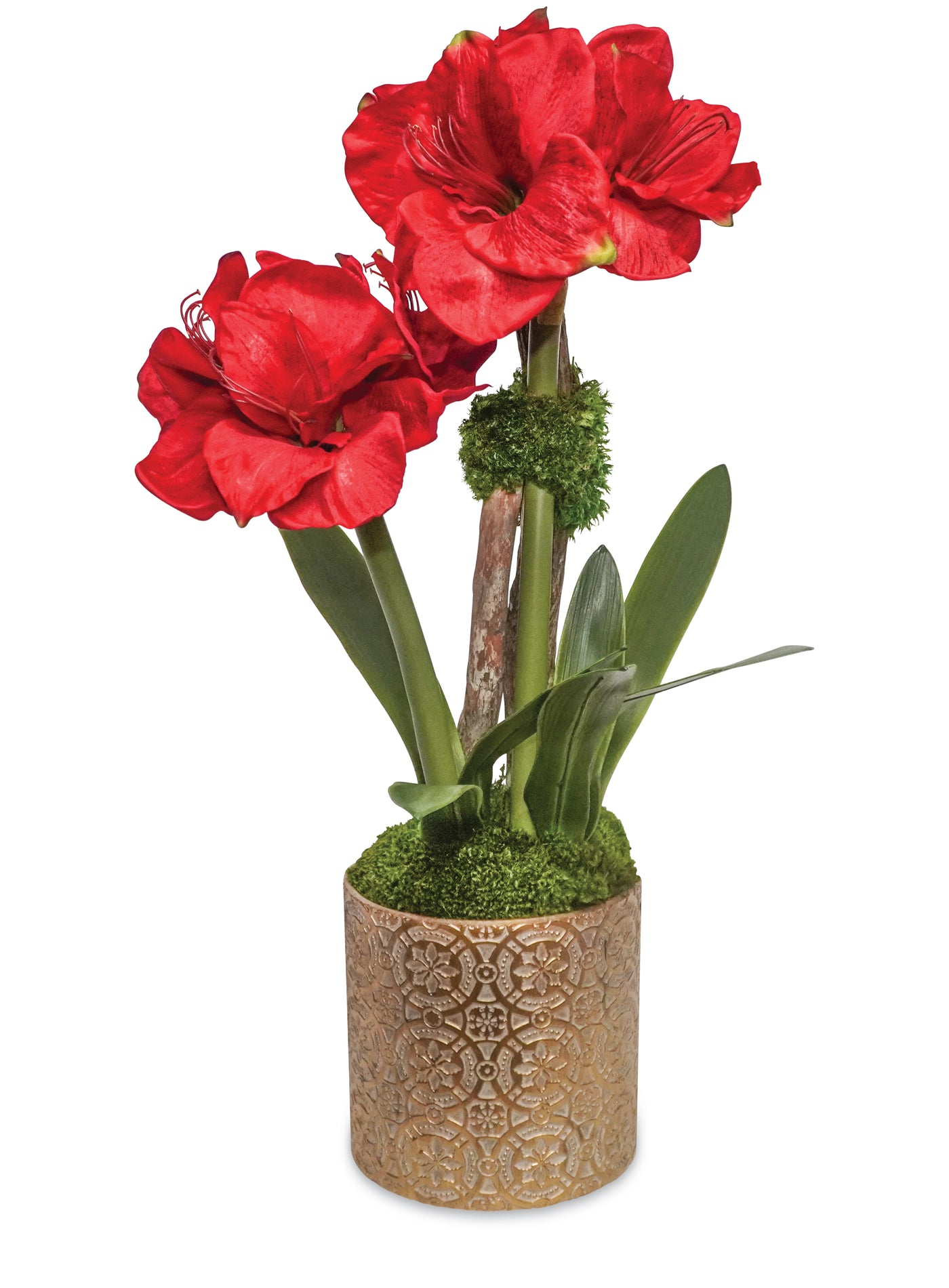 Amaryllis in a Gold Pot - Red