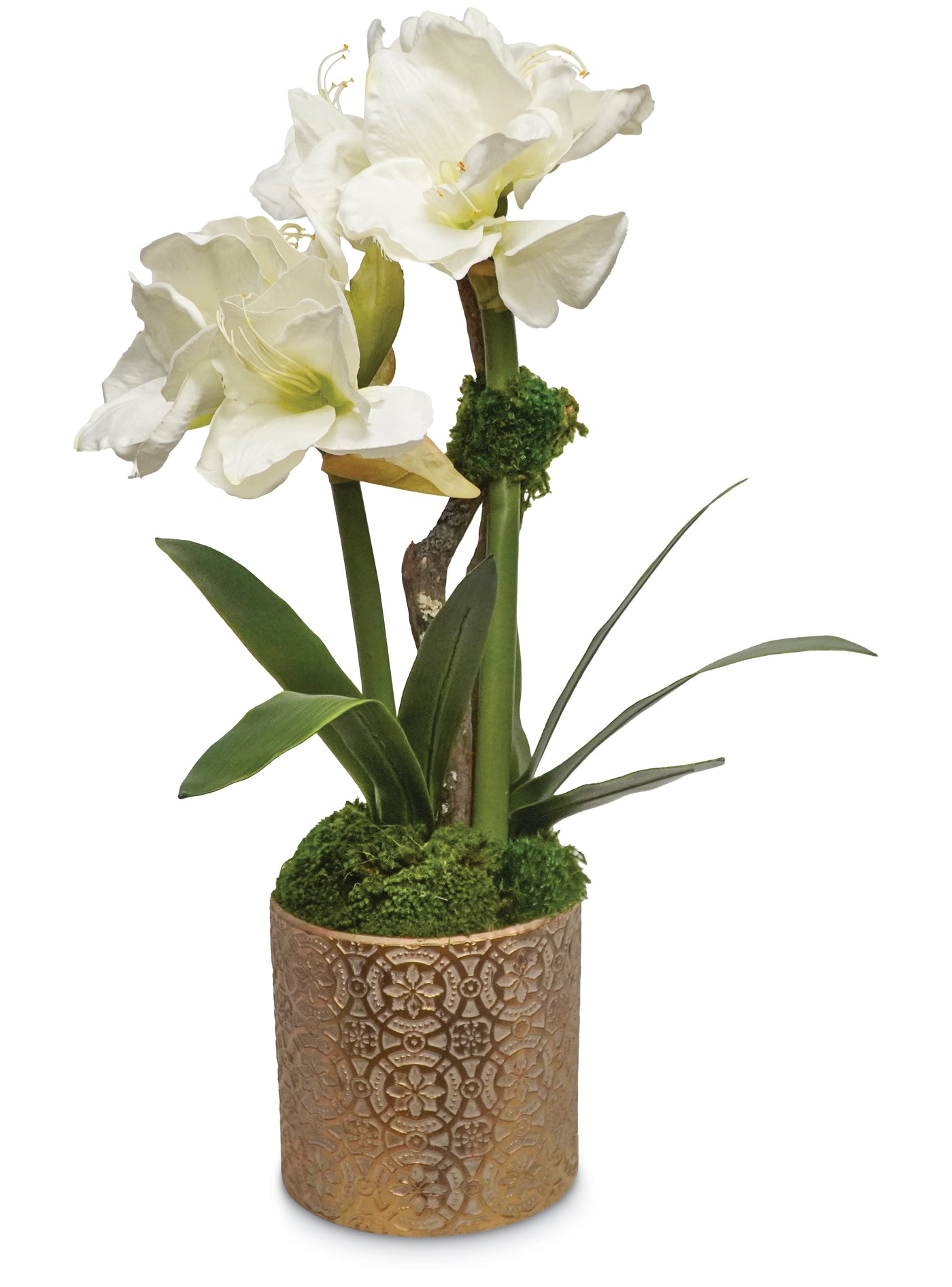 Amaryllis in Gold Pot - White