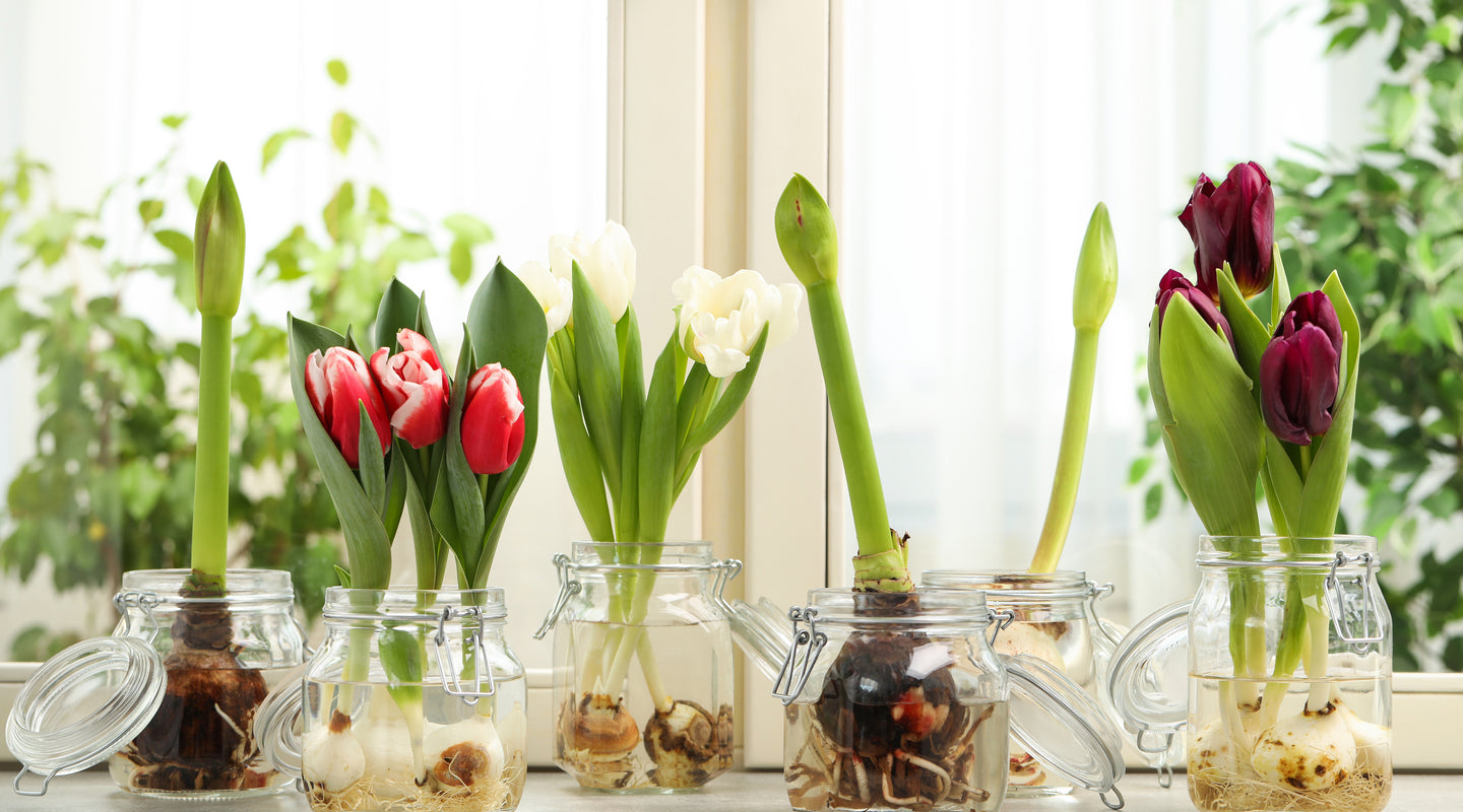 Charleston Gardens Home and Garden Collection